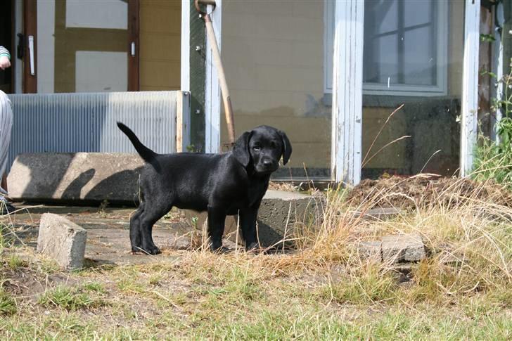 Blanding af racer SD Little Lucky Puma - Se miggg billede 8