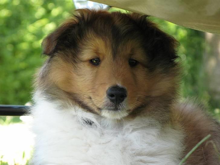 Shetland sheepdog Jack - under liggestolen xD billede 8