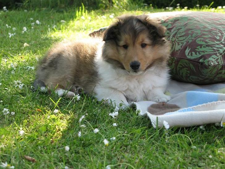 Shetland sheepdog Jack billede 9