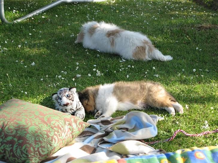 Shetland sheepdog Jack - Milou og Jack :D billede 10