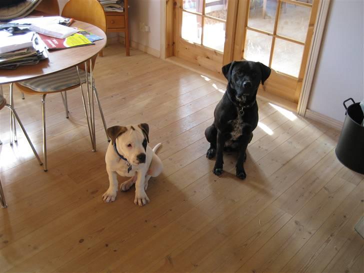Amerikansk bulldog Mars tyson - Her ses jeg sammen med snickers. Hun er ogå min mor og fars. billede 2