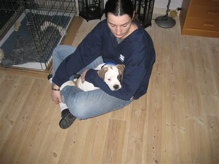 Amerikansk bulldog Mars tyson - Her putter jeg hos min mor. billede 3