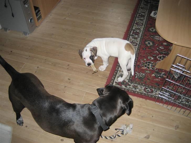 Amerikansk bulldog Mars tyson - Jeg har tager kødbenet fra snickers. billede 4