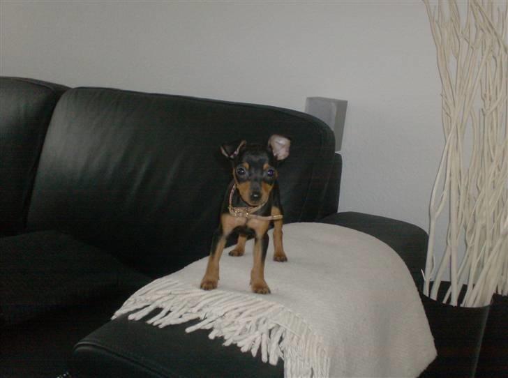 Dvaergpinscher Rødkildes Chillum - Hvalp billede 2
