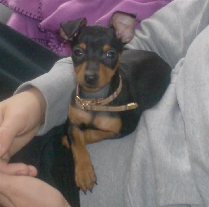 Dvaergpinscher Rødkildes Chillum - Hvalpe billede billede 3