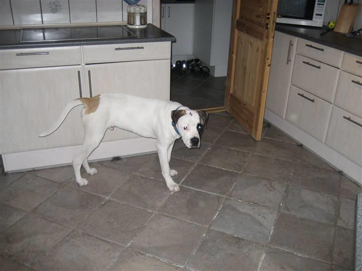 Amerikansk bulldog Mars tyson - Her jeg 6 ½ måned gammel og vejer 35 kilo. billede 5