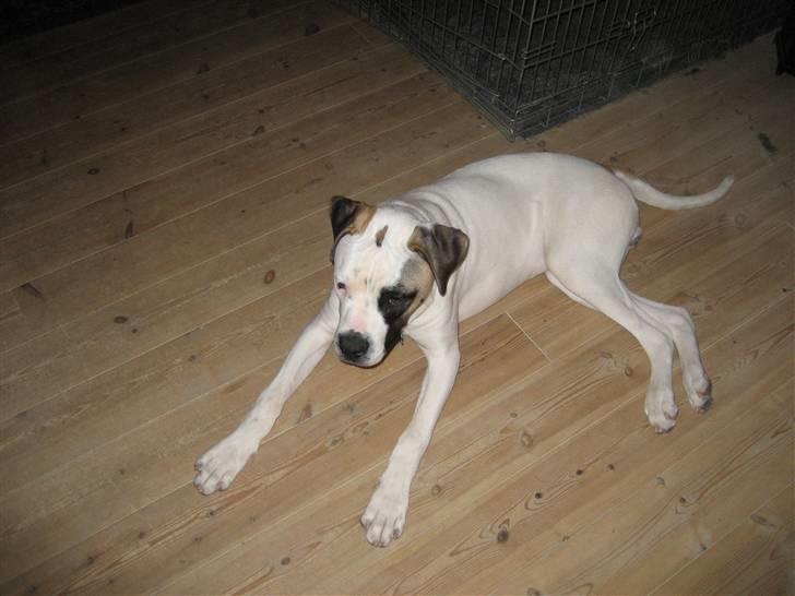 Amerikansk bulldog Mars tyson - Her er jeg træt. billede 6