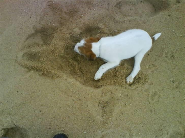 Jack russell terrier Victor Borge -tidligere hund- billede 6