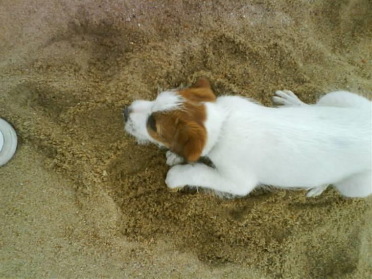 Jack russell terrier Victor Borge -tidligere hund- billede 7