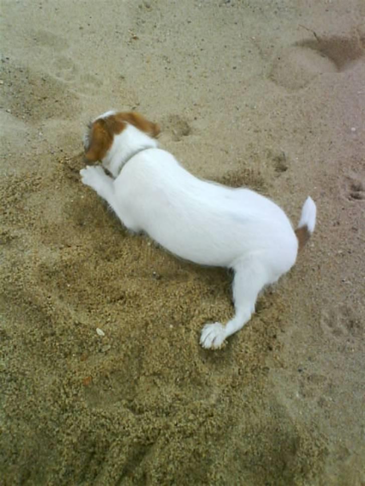 Jack russell terrier Victor Borge -tidligere hund- billede 9