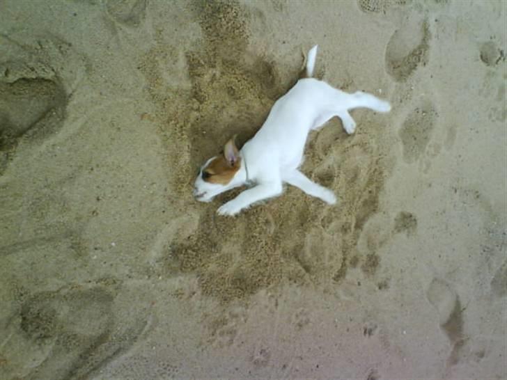 Jack russell terrier Victor Borge -tidligere hund- billede 10