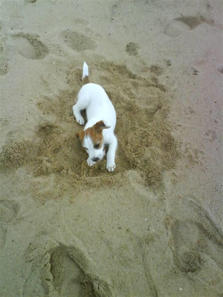Jack russell terrier Victor Borge -tidligere hund- billede 11