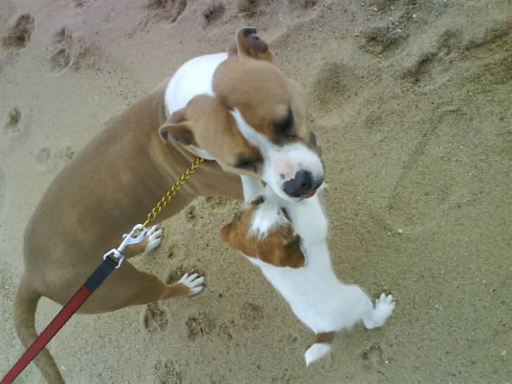 Jack russell terrier Victor Borge -tidligere hund- billede 12