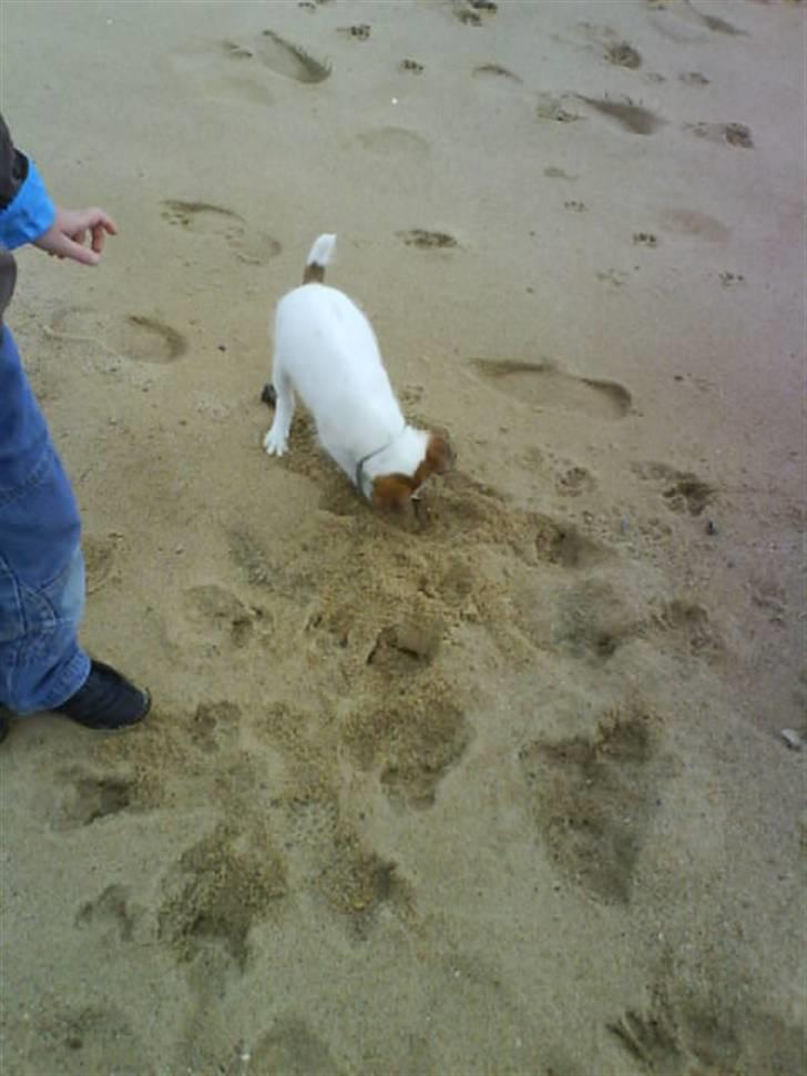 Jack russell terrier Victor Borge -tidligere hund- billede 13