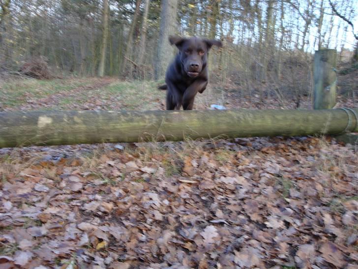 Labrador retriever Moselund´s Campino billede 3