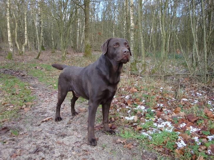 Labrador retriever Moselund´s Campino billede 4