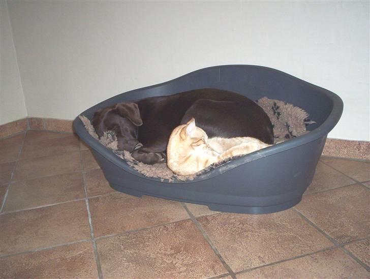 Labrador retriever Moselund´s Campino billede 8