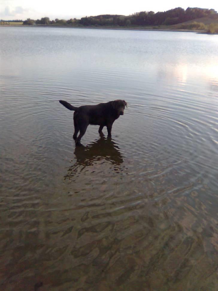 Labrador retriever Moselund´s Campino billede 9