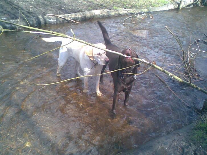 Labrador retriever Moselund´s Campino billede 10
