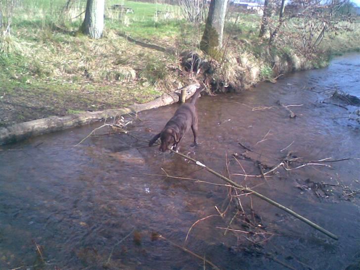 Labrador retriever Moselund´s Campino billede 11