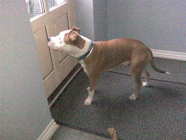 Amerikansk staffordshire terrier Max - min ny hunde kurv billede 13