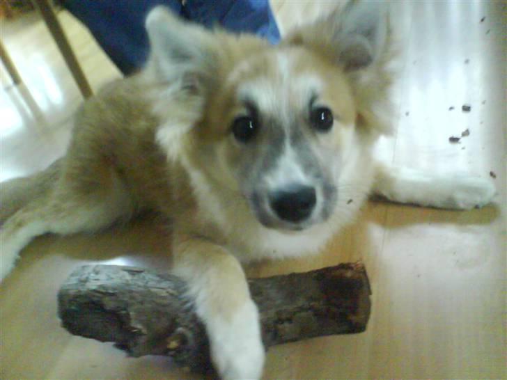 Islandsk fårehund Mikkel billede 3