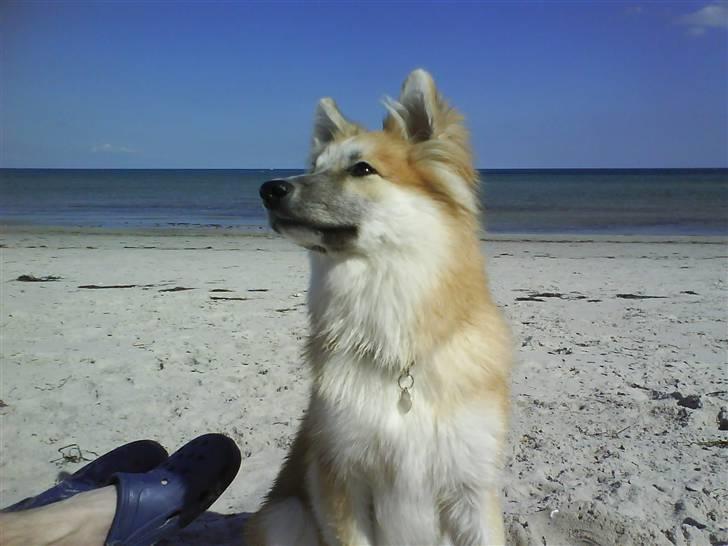 Islandsk fårehund Mikkel billede 4