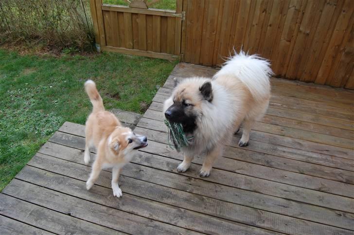Islandsk fårehund Mikkel billede 5