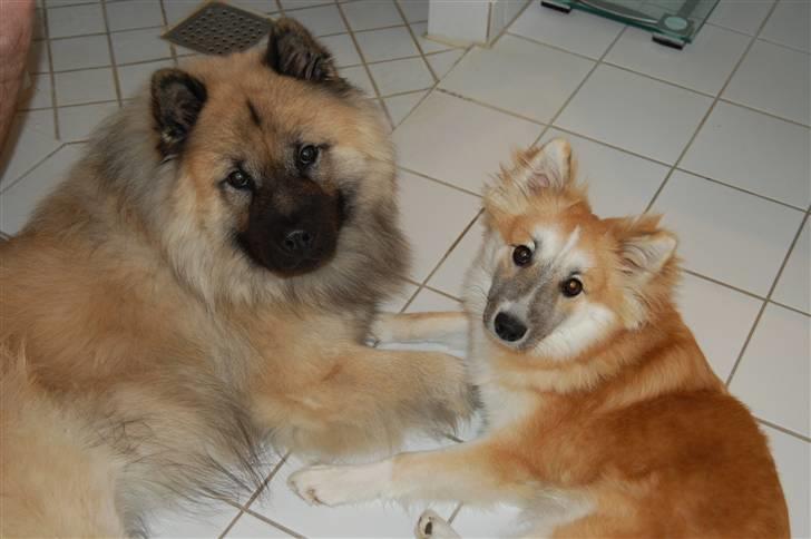 Islandsk fårehund Mikkel billede 6