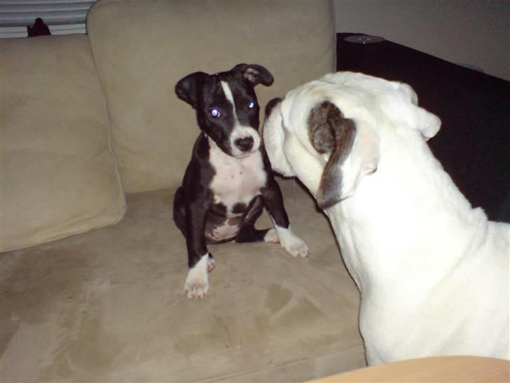 Amerikansk staffordshire terrier mille R.I.P billede 1