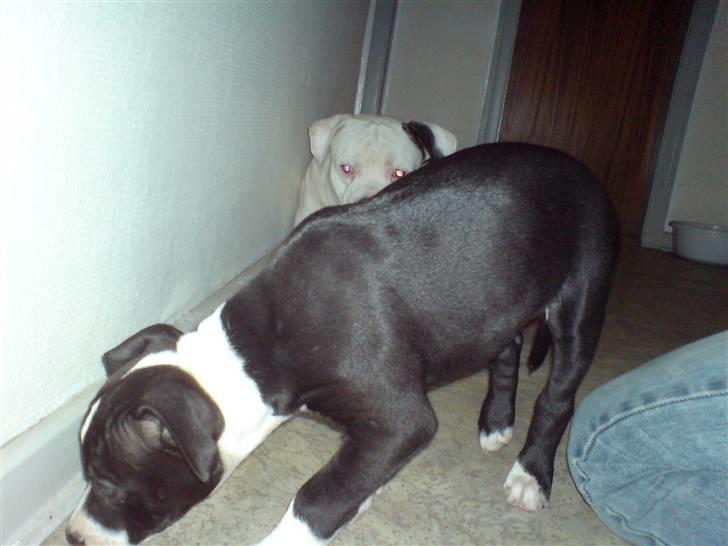 Amerikansk staffordshire terrier mille R.I.P billede 2