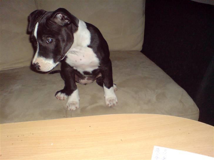 Amerikansk staffordshire terrier mille R.I.P billede 3