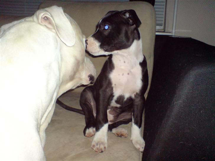 Amerikansk staffordshire terrier mille R.I.P billede 4