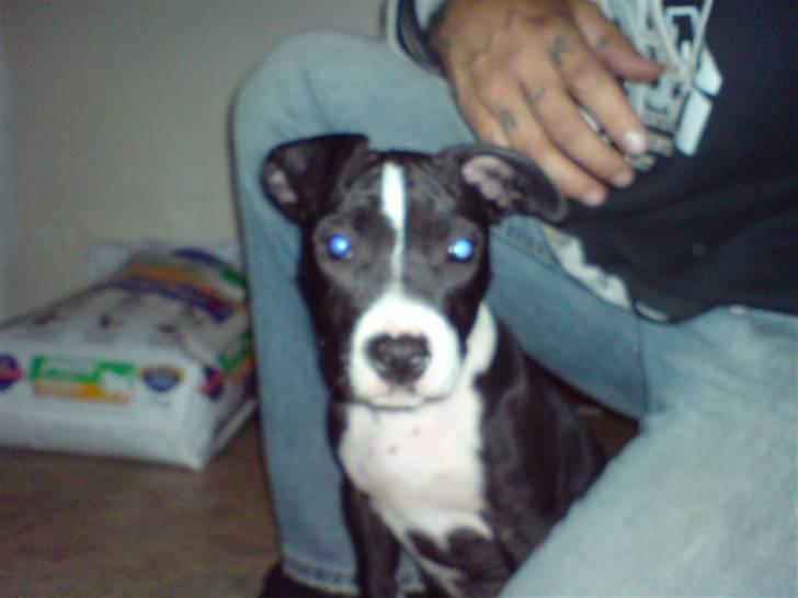 Amerikansk staffordshire terrier mille R.I.P billede 5