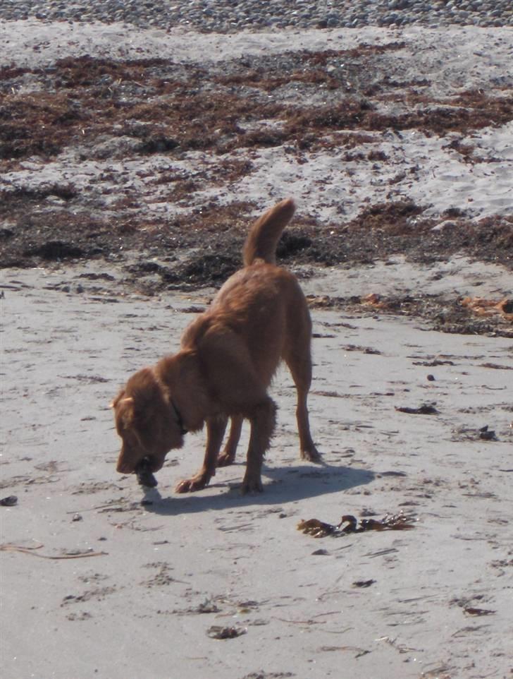 Nova scotia duck tolling retriever Akela billede 17