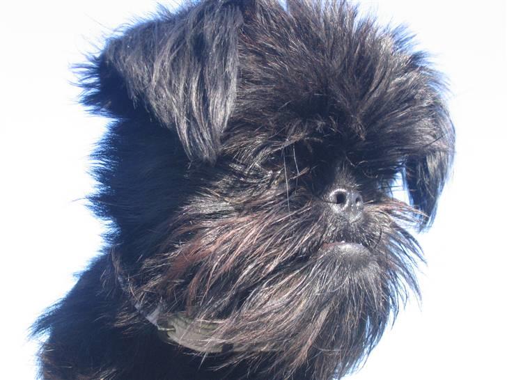 Griffon belge Ramona billede 11