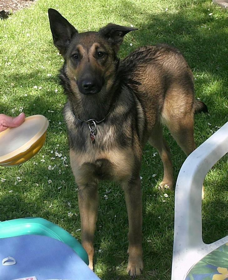 Blanding af racer Sally - profilbilled billede 1