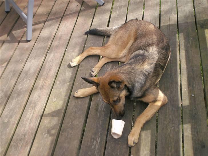 Blanding af racer Sally billede 2