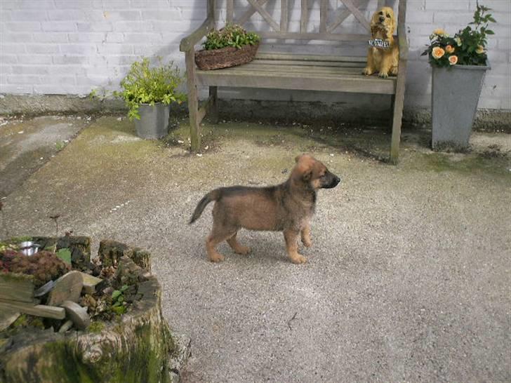 Blanding af racer Sally - da vi hentede hende fra internatet. billede 3