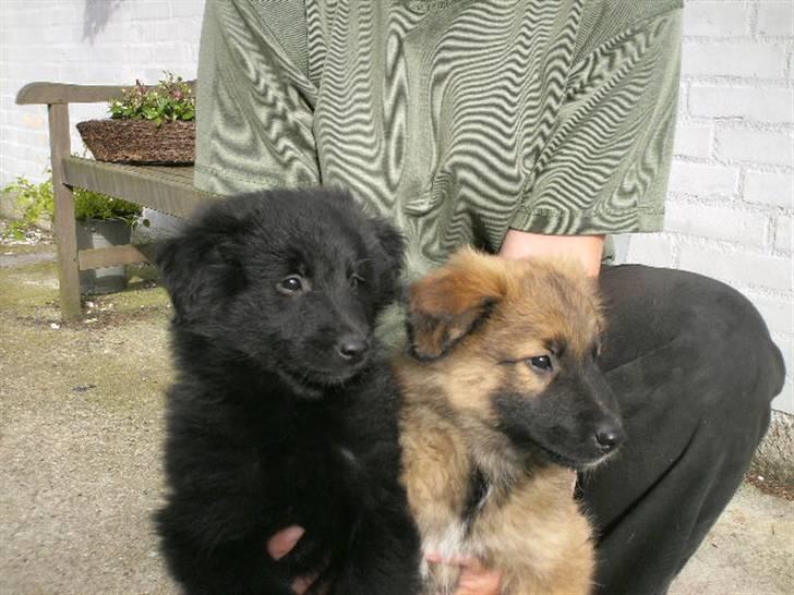 Blanding af racer Sally - sally med sin bror. billede 4