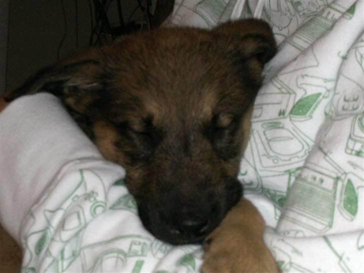 Blanding af racer Sally billede 5