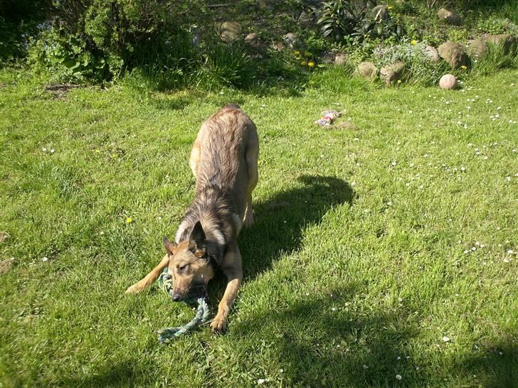 Blanding af racer Sally billede 6