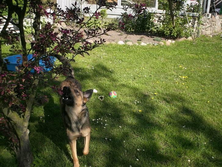 Blanding af racer Sally billede 7