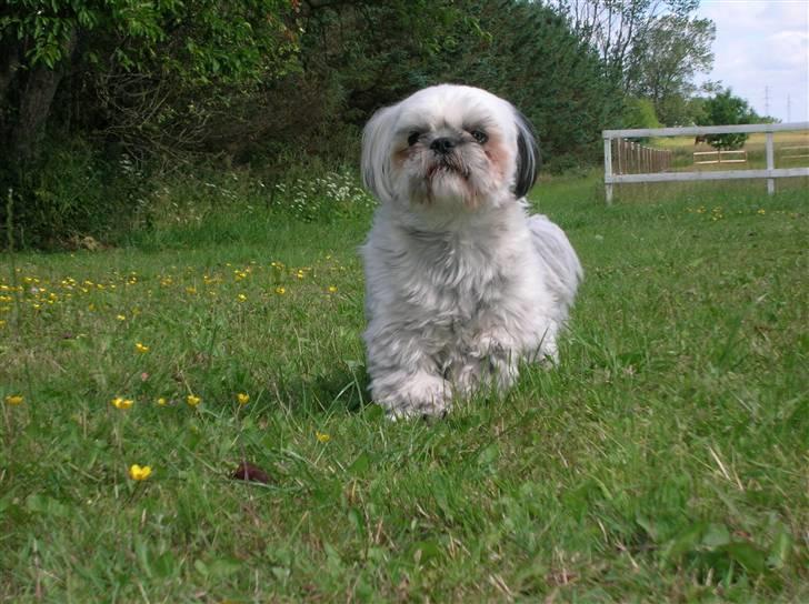 Shih tzu samson - her kommer jeg billede 1