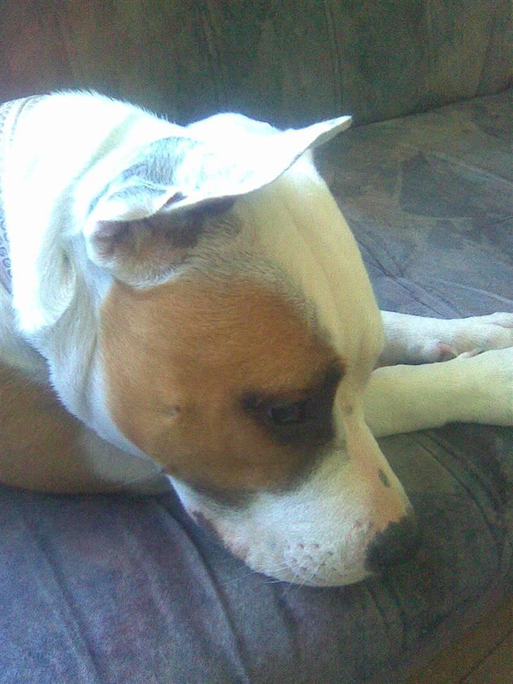 Blanding af racer Amy billede 12