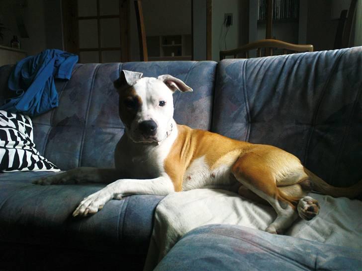 Blanding af racer Amy - ligger lige og slapper af;D skønt billede 13