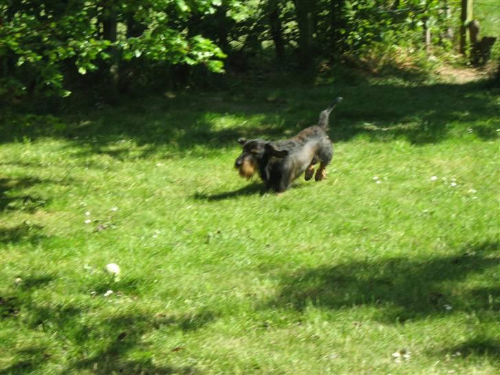 Gravhund Futte - Weeee billede 18