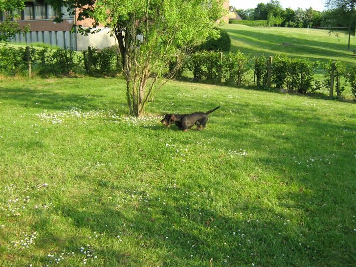 Gravhund Futte - Fart på, ude i haven : ) billede 19