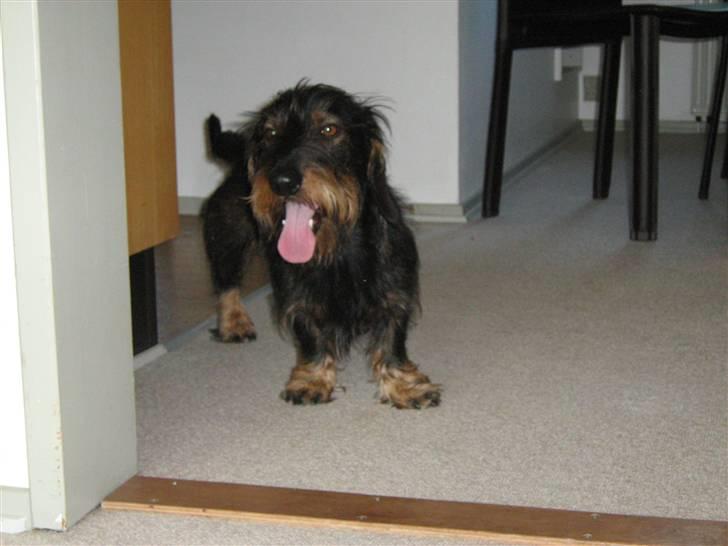 Gravhund Futte billede 20