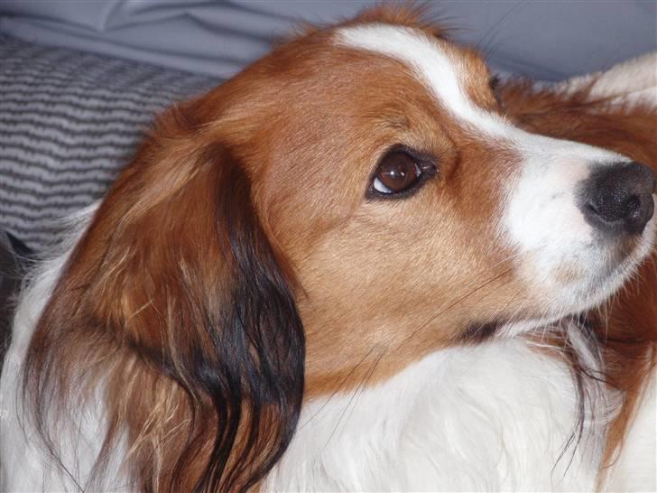 Kooikerhondje Baloo - Debut som campinghund! billede 2